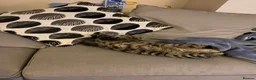 Mixed Breed cats for sale: Ziggy  in Birmingham - Advert 3