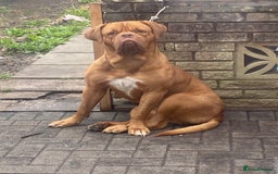 Dogue De Bordeaux dogs for sale: Beautiful dog de Bordeaux  - Image 1