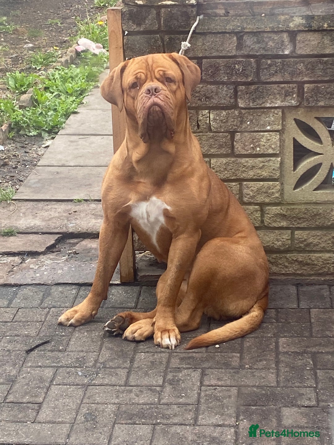 Dogue De Bordeaux dogs for sale: Beautiful dog de Bordeaux  - Image 1