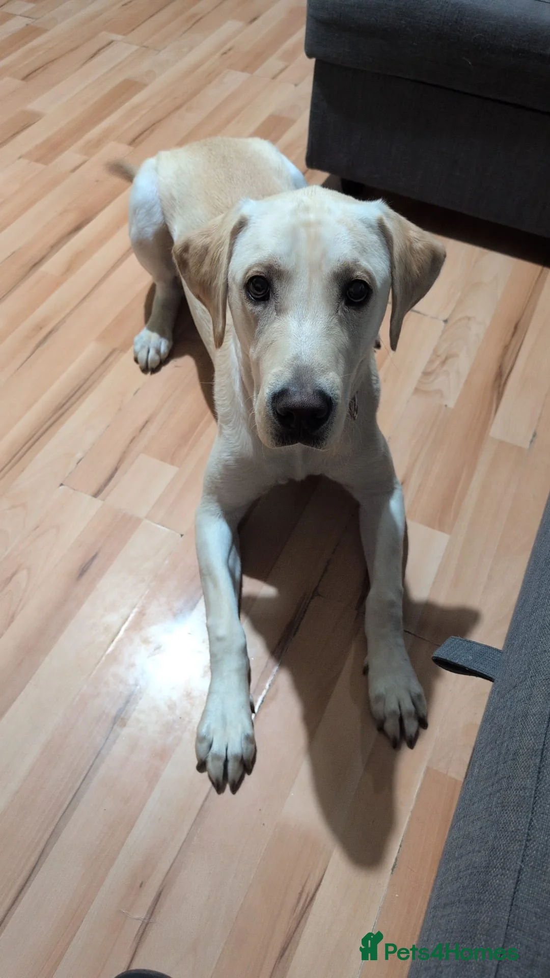 Labrador Retriever dogs for sale: Labrador retrieve in London - Advert 1