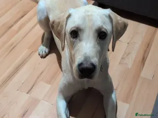 Labrador Retriever dogs Labrador retrieve - Advert 4