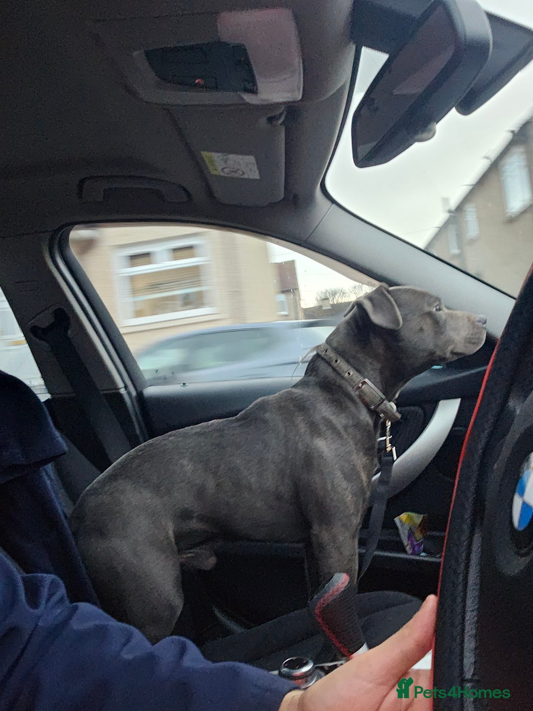 Staffordshire Bull Terrier dogs for stud: Stunning blue staffy for 1st time stud - Image 7