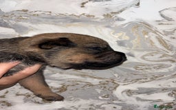 Mixed Breed dogs for sale: Shar-pei puppies  - Image 23