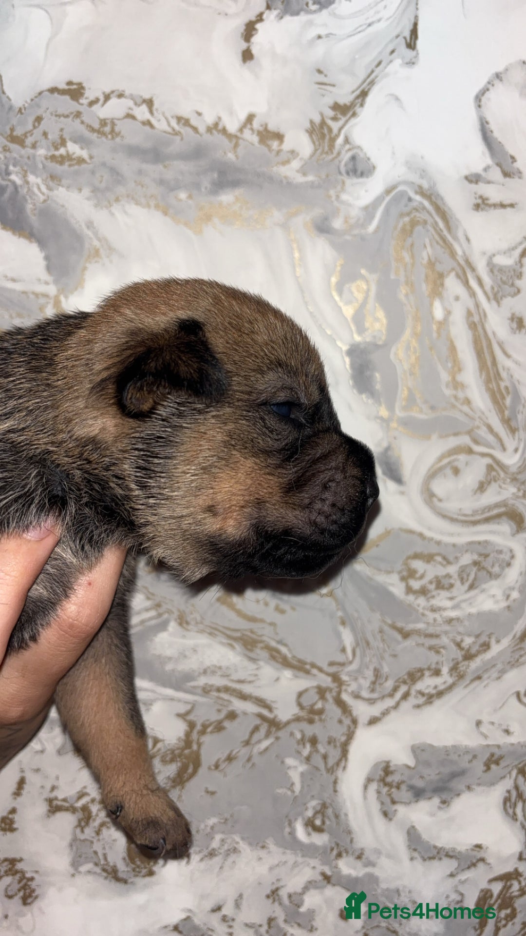 Mixed Breed dogs for sale: Shar-pei puppies  - Image 23