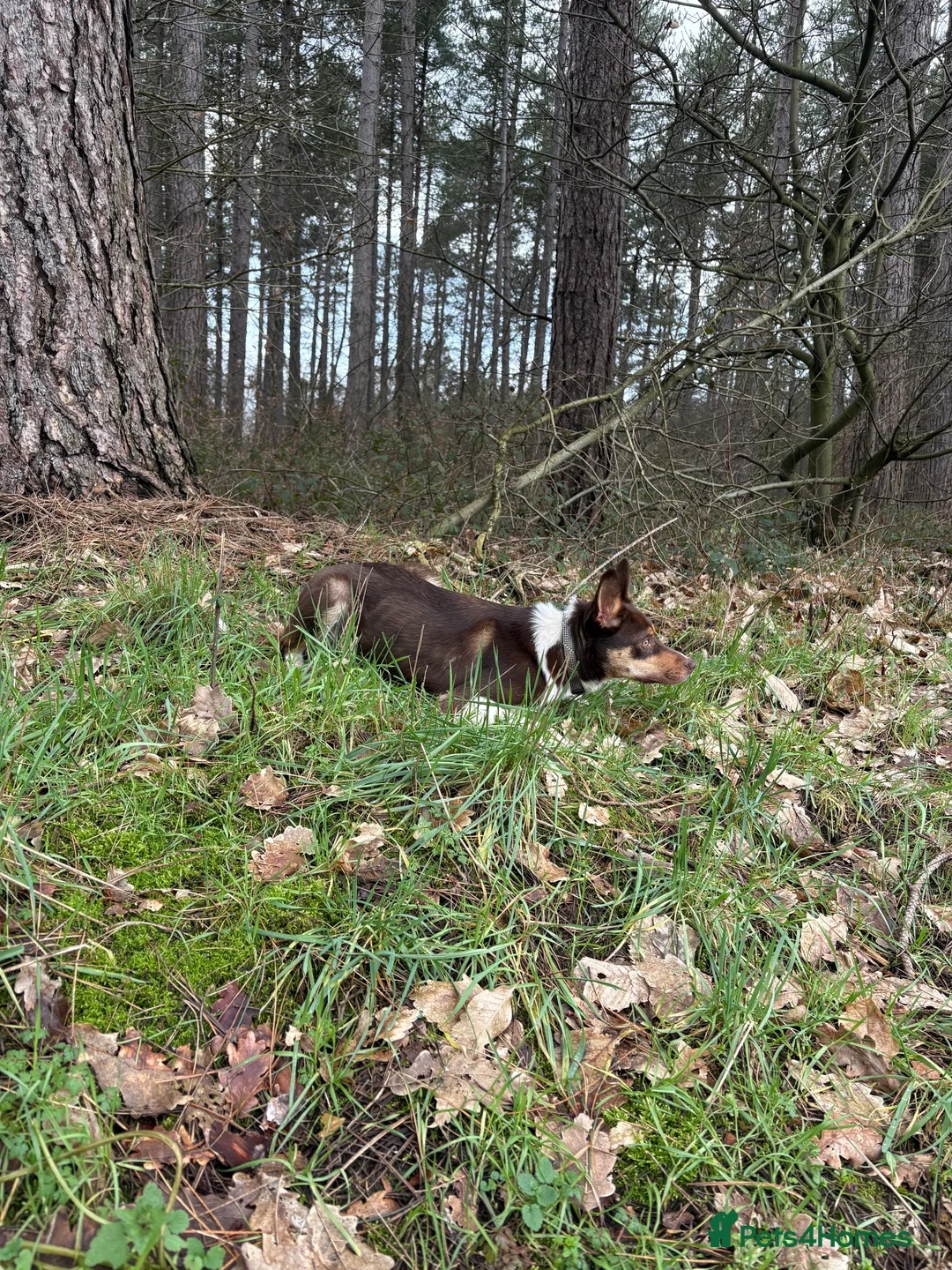 Border Collie dogs for sale: 1 yr old border collie for rehome in Doncaster - Advert 1