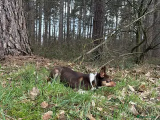 Border Collie dogs 1 yr old border collie for rehome in Doncaster - Advert 2