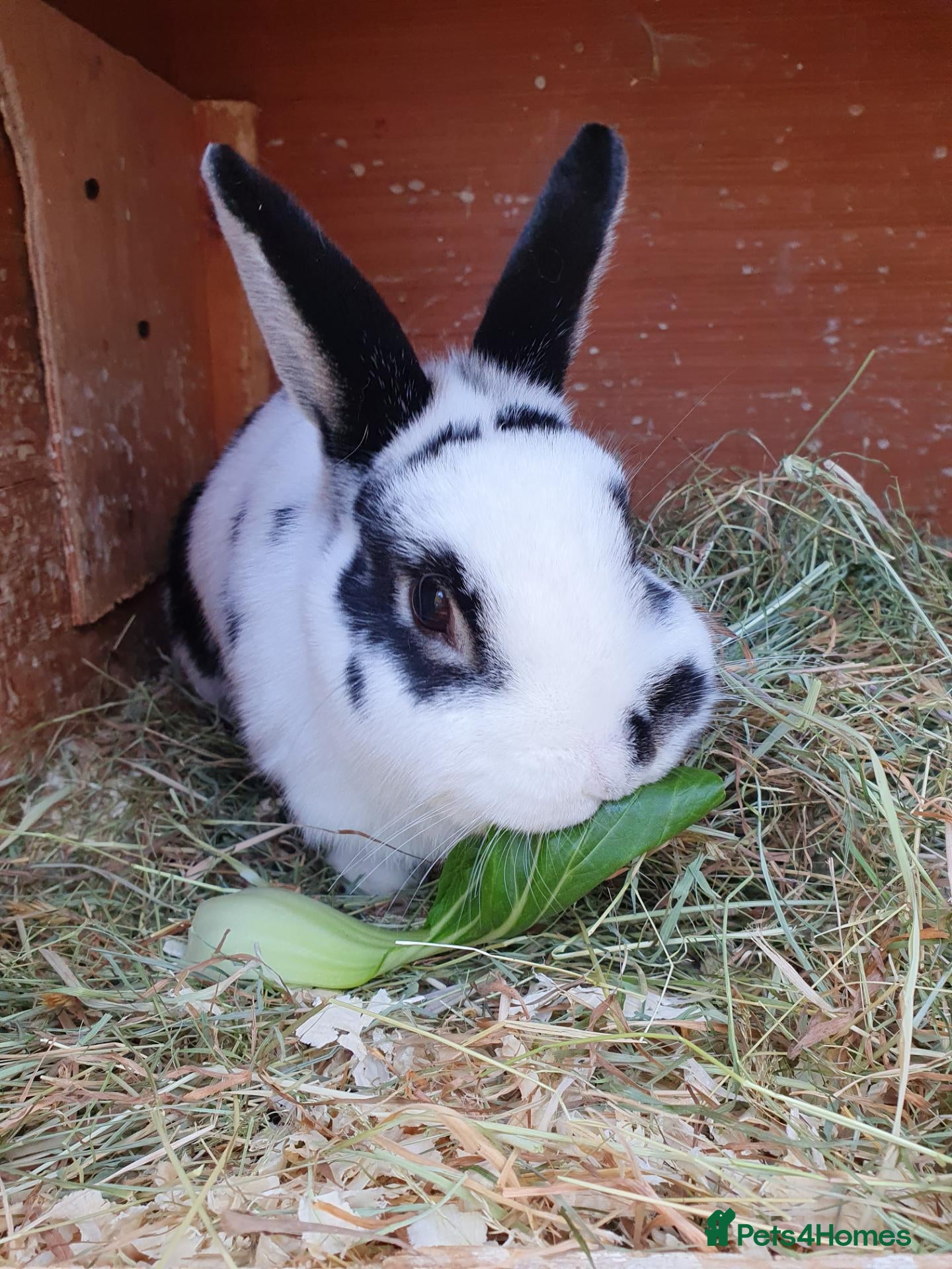 Mini Lop rabbits Spayed 5 year old girl available for adoption  - Advert 1
