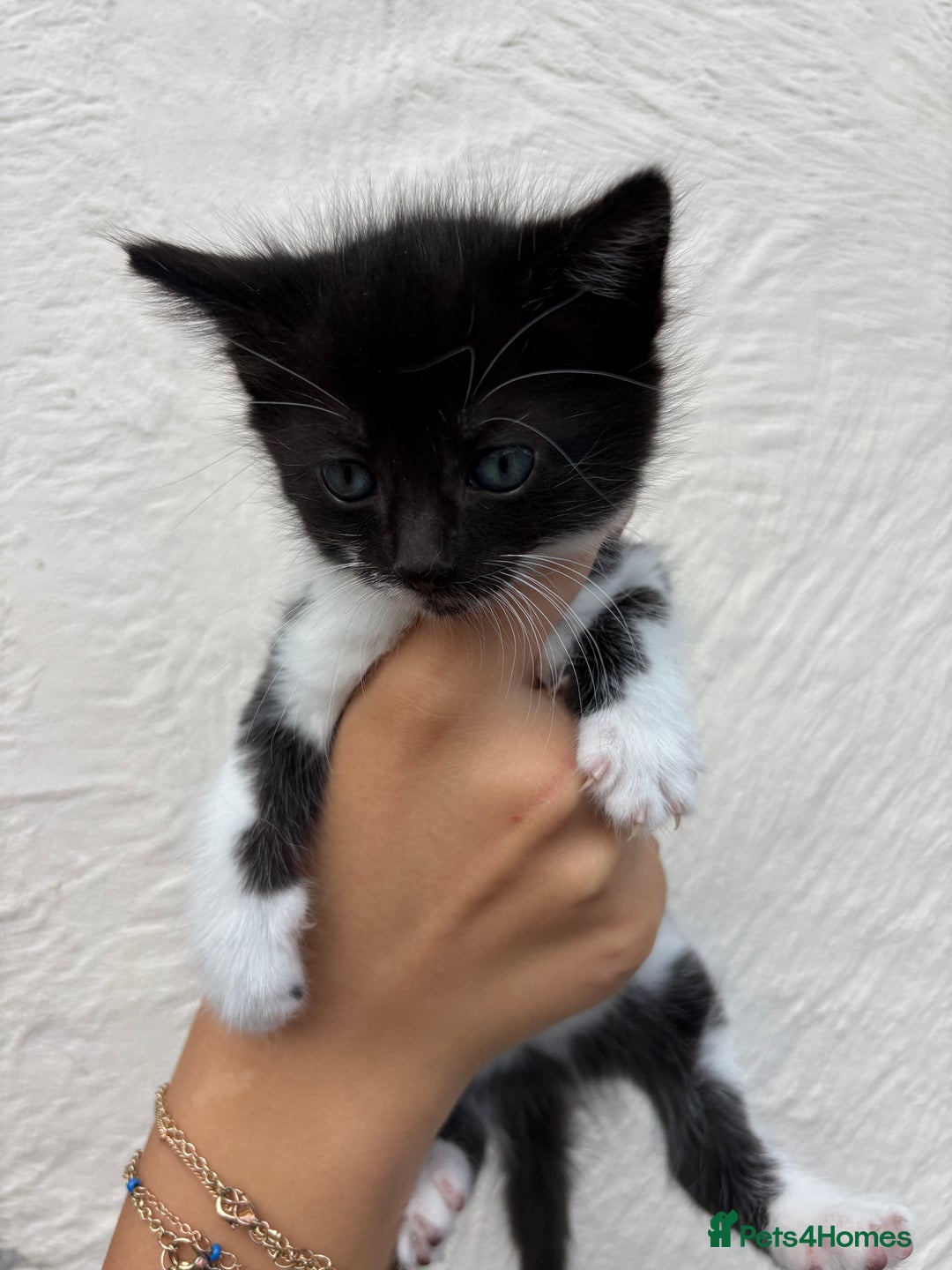 Mixed Breed cats for sale: 4 Kittens  - Image 8