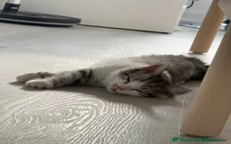 Munchkin cats for sale: Pedigree TICA Munchkin Kittens – Short Legs 🐈 - Image 11