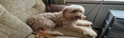 Cockapoo dogs for sale: cockapoo - Advert 3