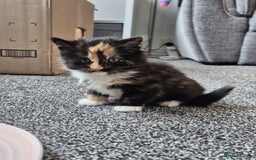British Longhair cats for sale: Kitten almost 6 months old - Image 8