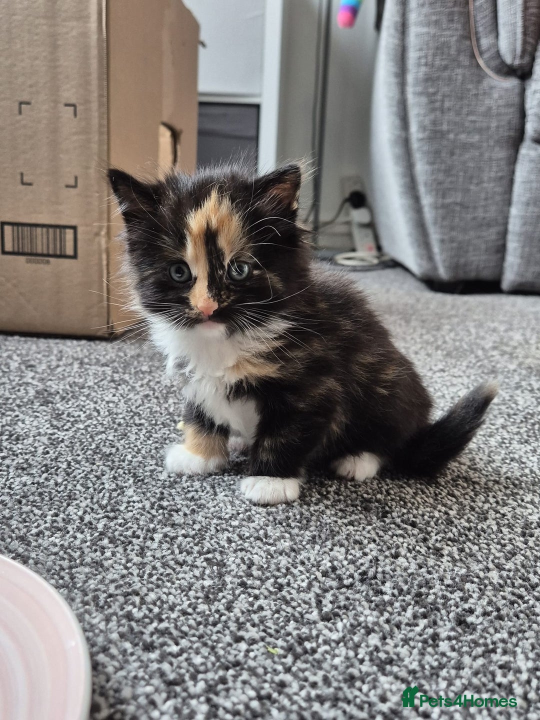 British Longhair cats for sale: Kitten almost 6 months old - Image 8