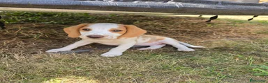 Beagle