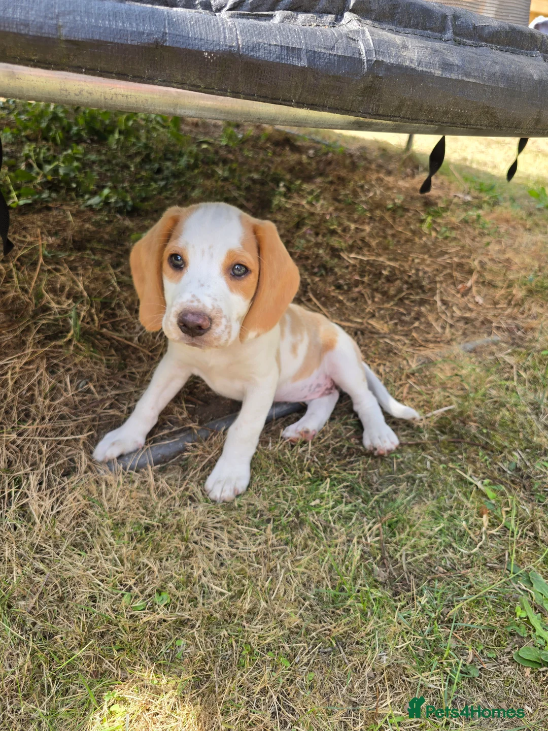 Mixed Breed dogs for sale: Beagle - Advert 2