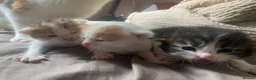 Mixed Breed cats for sale: 3 kittens for sale - Advert 5