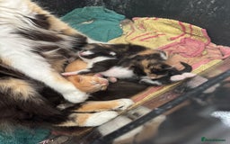 Mixed Breed cats for sale: Kittens - Image 5