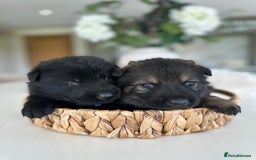German Shepherd dogs for sale: Outstanding KC Working Line German Shepherd Pups - Image 10
