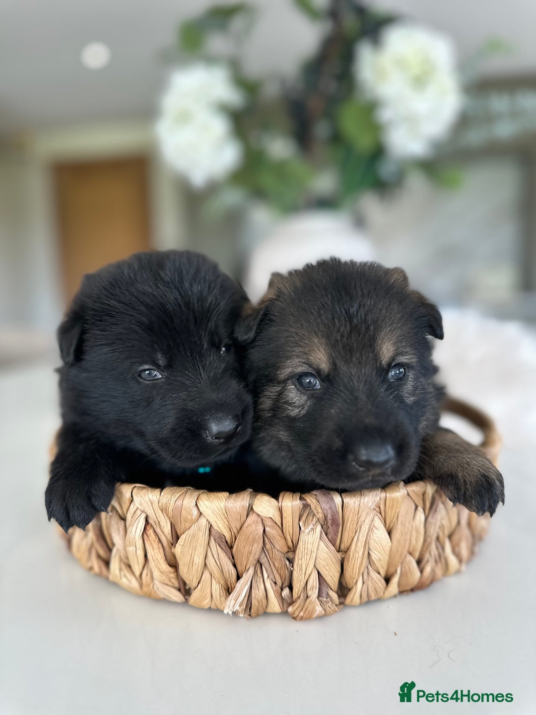 German Shepherd dogs for sale: Outstanding KC Working Line German Shepherd Pups - Image 10