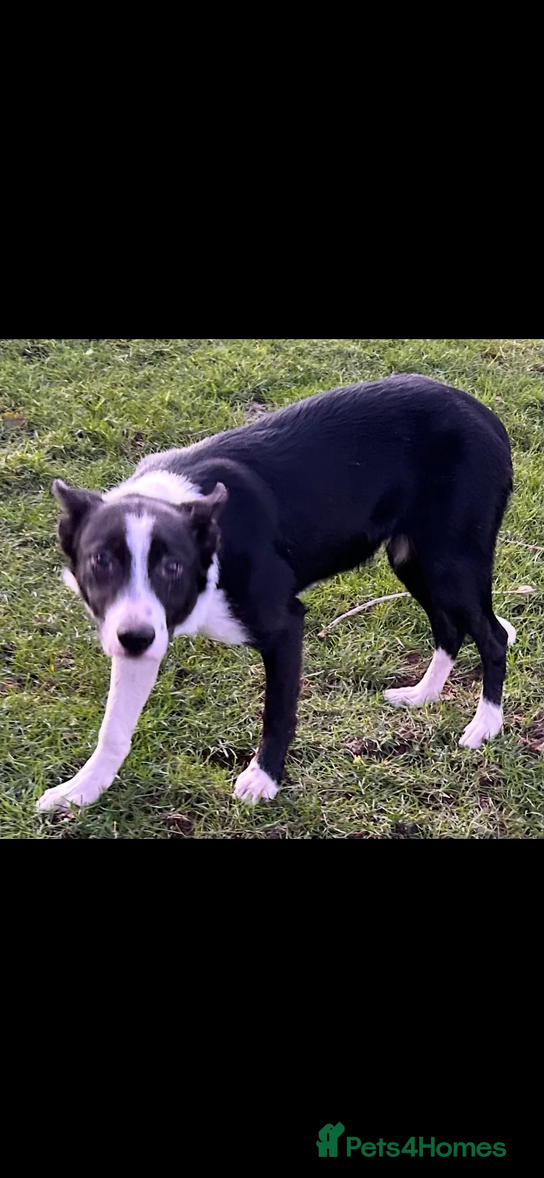 Border Collie dogs for sale: Border collie  - Advert 1