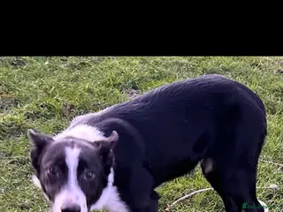 Border Collie dogs Border collie - Advert 2