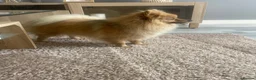 Pomeranian dogs for sale: Meet pumpkin ! - Advert 4