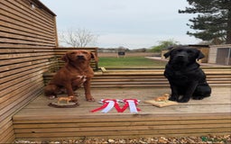 Labrador Retriever dogs for sale: Fully health tested Labrador puppies  - Image 9