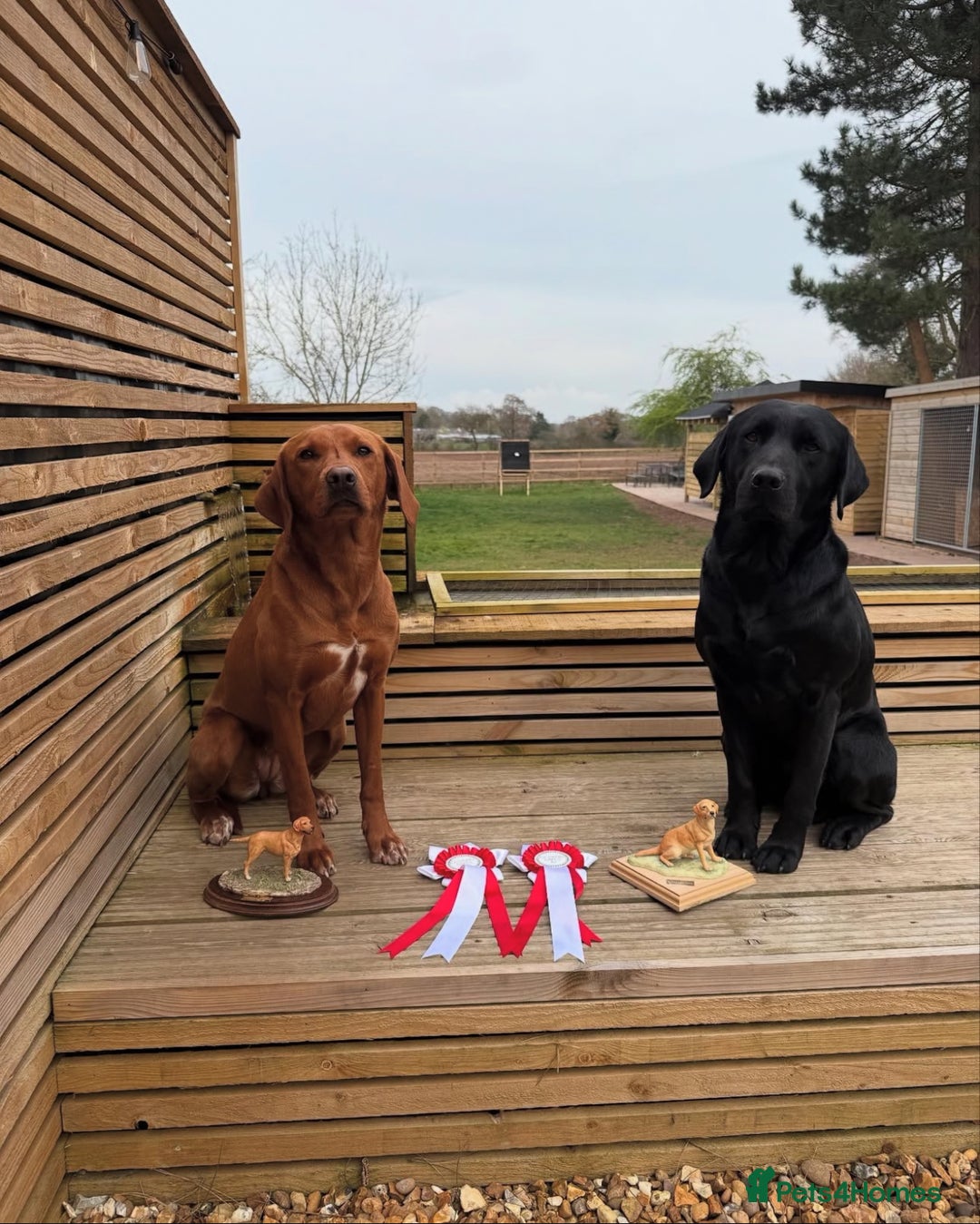 Labrador Retriever dogs for sale: Fully health tested Labrador puppies  - Image 9