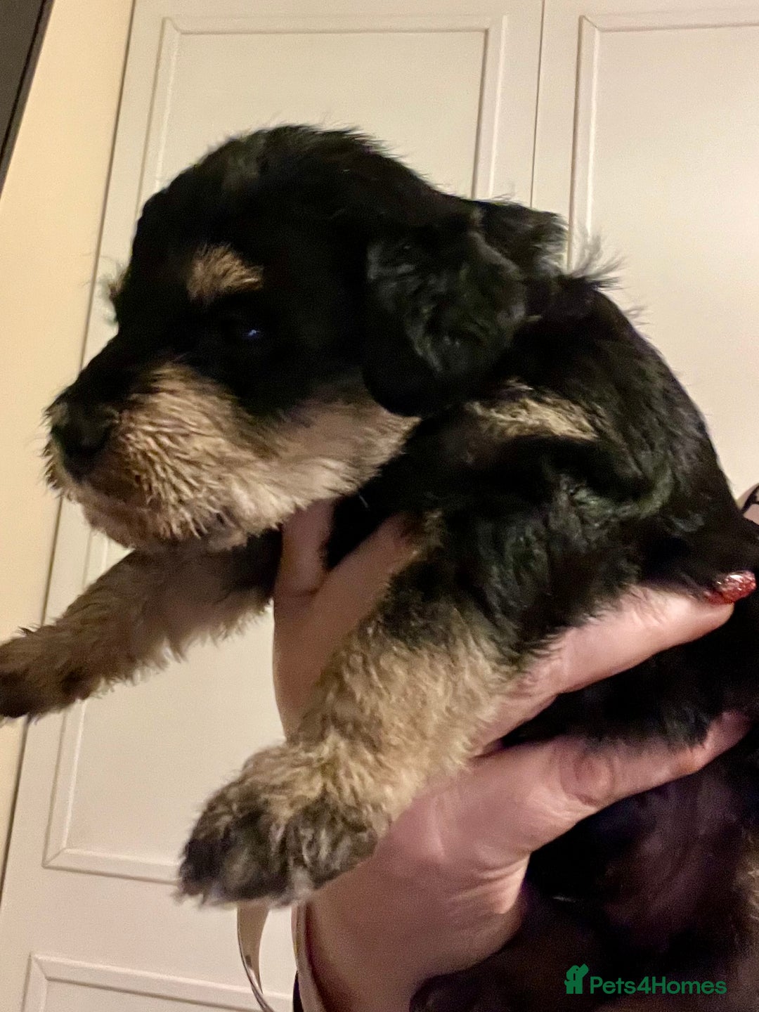 Mixed Breed dogs for sale: 🐾🐶Adorable and very cute Cavaschnauzer 🐶🐾 - Image 7