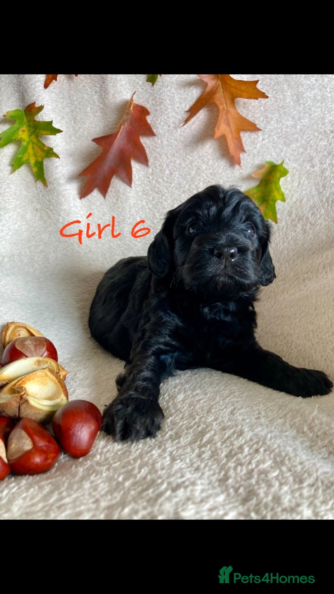 Cockapoo dogs for sale: Meet your new best friend!! - Image 8