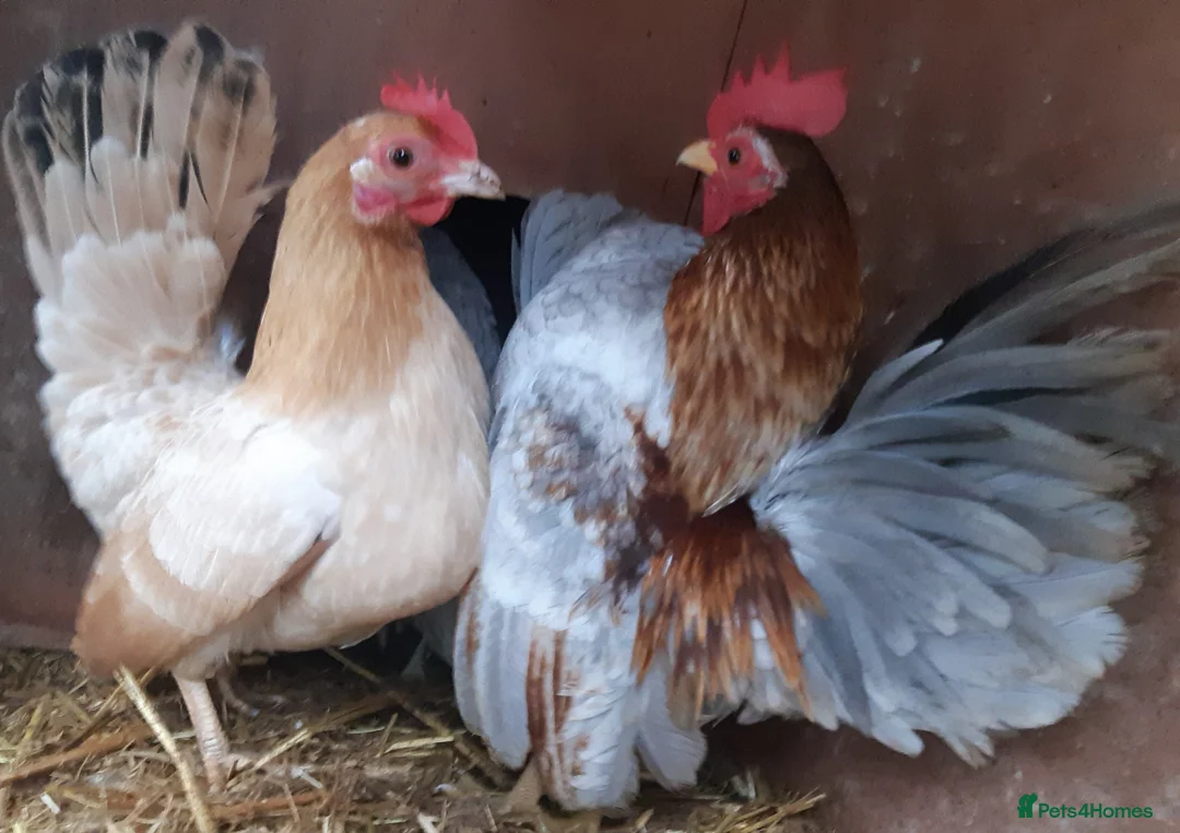 Chickens poultry for sale: Serama Bantams  - Advert 1