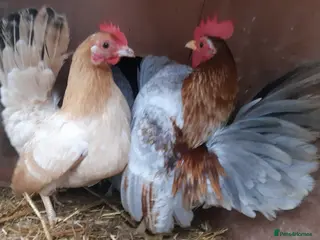 Chickens poultry Serama Bantams - Advert 1