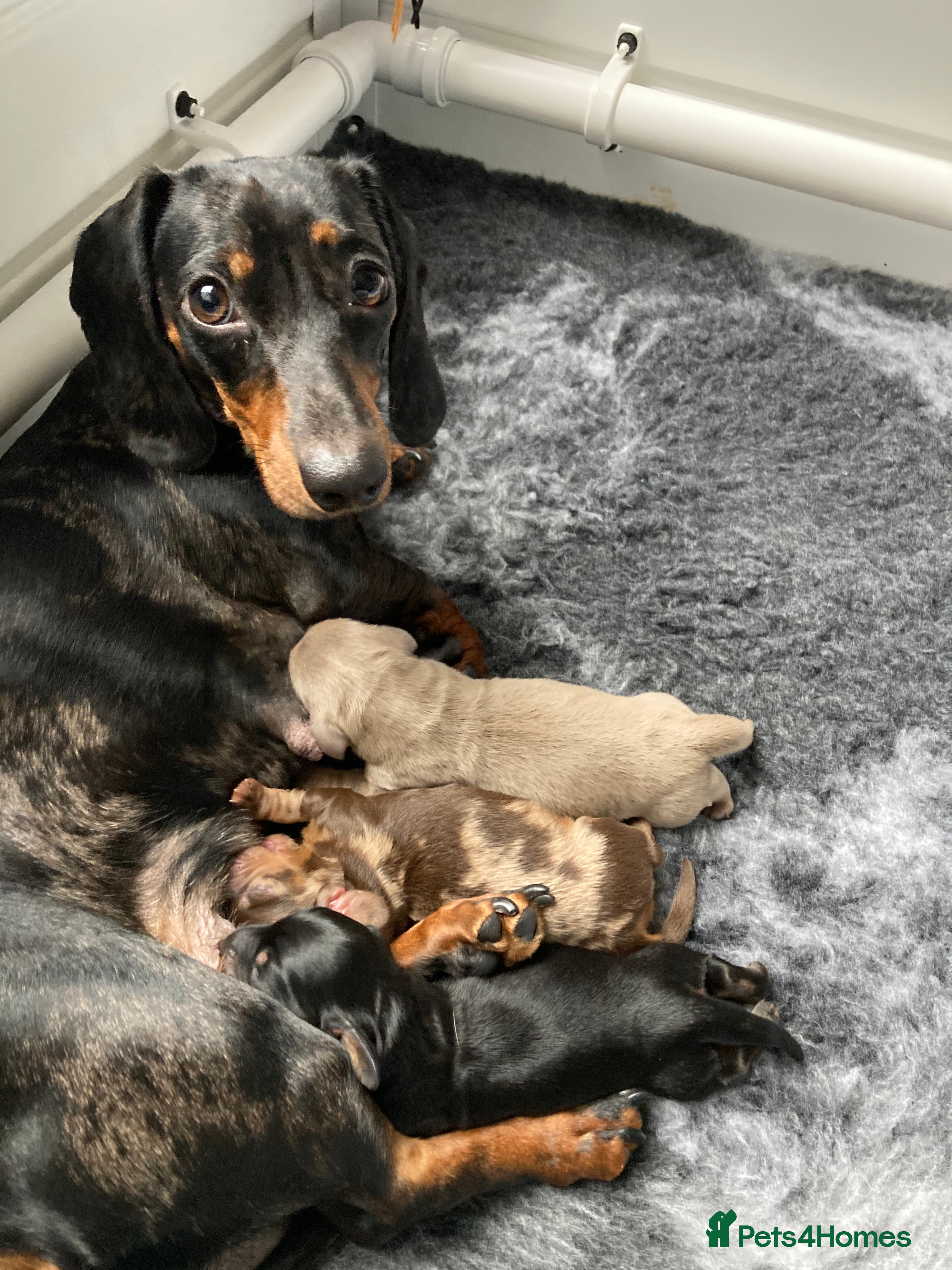 Dachshund dogs 2 miniature Dashhounds available  - Advert 12