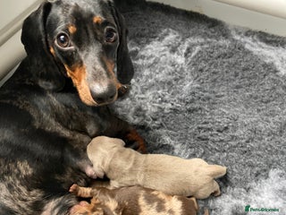 Dachshund dogs 2 miniature Dashhounds available - Advert 3