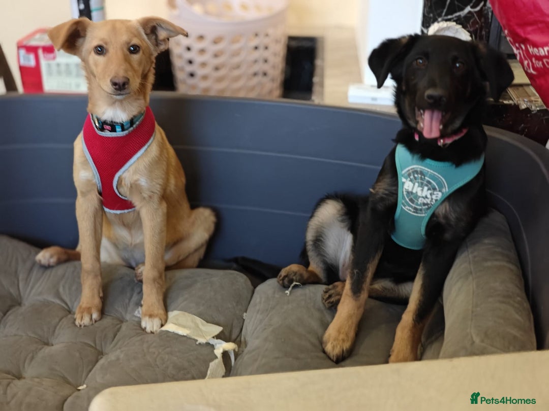Mixed Breed dogs for adoption: ❤️Hope&Joy — two 7(8) months small sisters❤️ - Advert 24