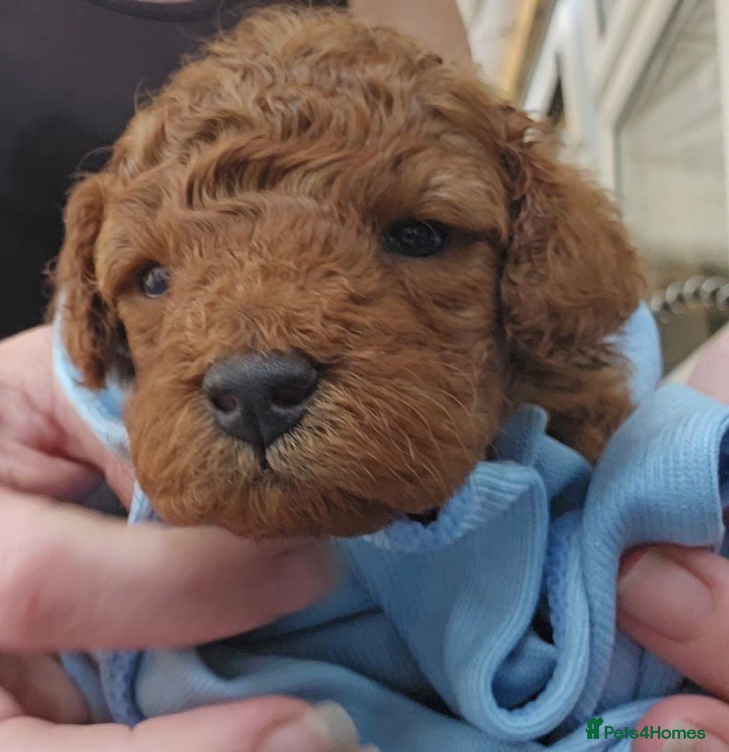 Toy Poodle dogs 🔥Last male🔥Exquisite red Toy Poodle 5⭐️licensed - Advert 16