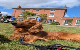 Dachshund dogs for stud: KC registered standard long haired dachshund  - Image 6