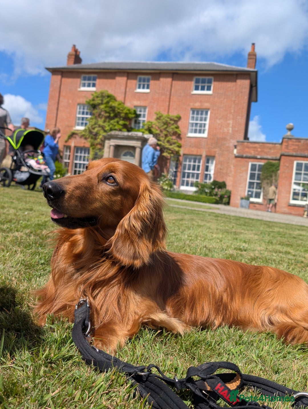 Dachshund dogs for stud: KC registered standard long haired dachshund  - Image 6