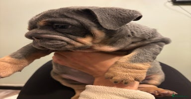 English Bulldog dogs Ready to Leave Blue & Tan English Bulldog Female - Advert 7