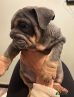 English Bulldog dogs Ready to Leave Blue & Tan English Bulldog Female - Advert 1