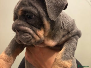 English Bulldog dogs Blue & Tan KC Registered English Bulldog Female - Advert 5