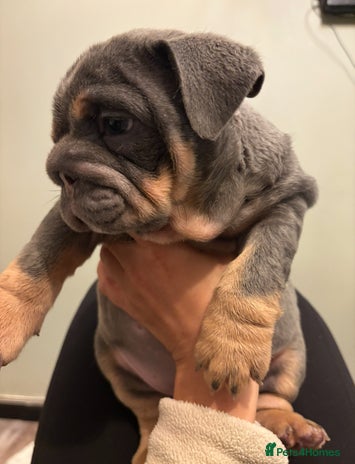 English Bulldog dogs Blue & Tan KC Registered English Bulldog Female - Advert 3