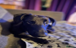 Mixed Breed dogs for sale: New Home needed for puppy - Image 2