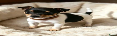 Miniature Pinscher 3