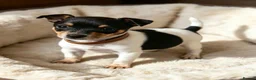 Miniature Pinscher dogs for sale: Stunning Miniature Pinscher Puppies–3Girls & 2Boys - Advert 2