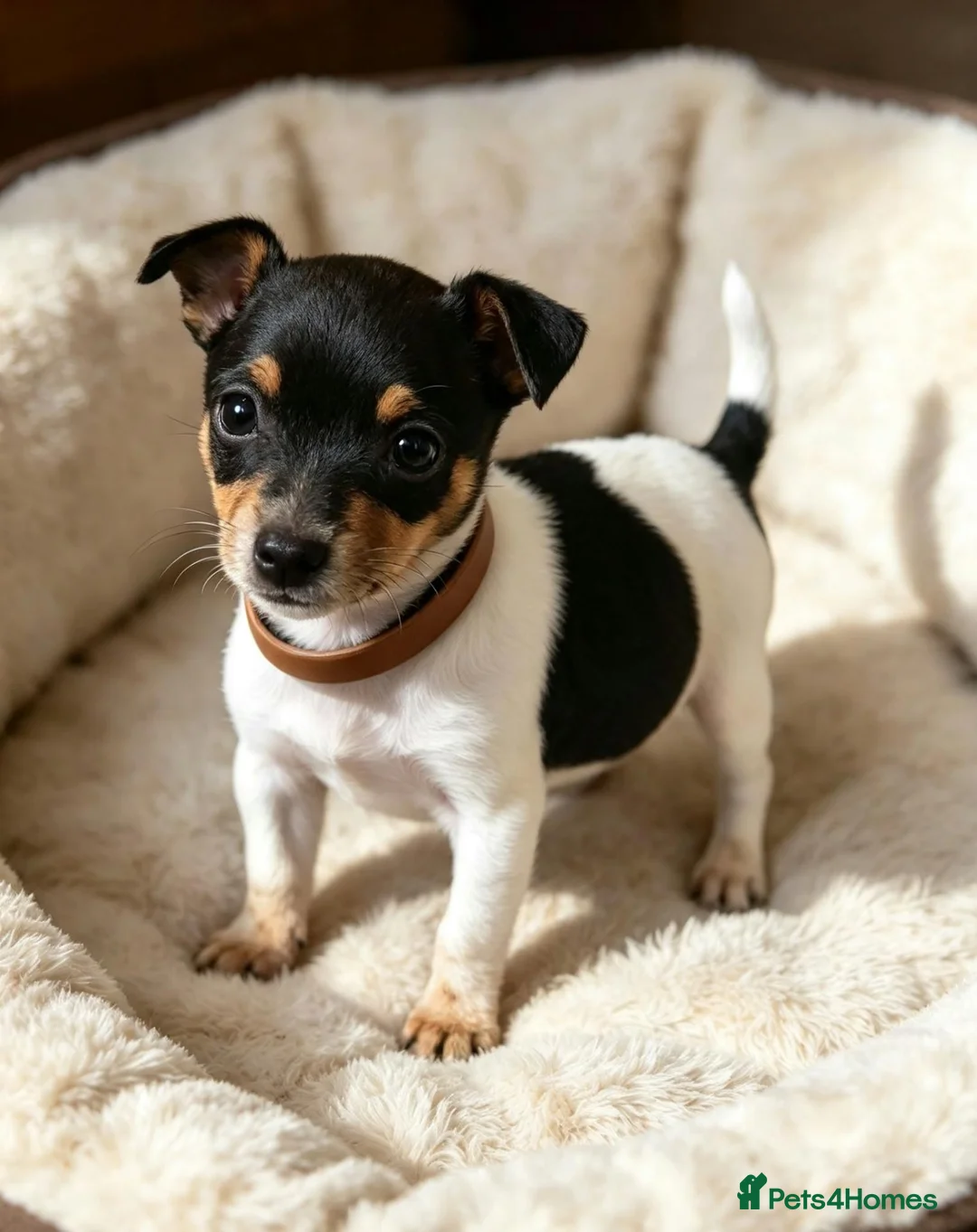 Miniature Pinscher dogs for sale: Stunning Miniature Pinscher Puppies–3Girls & 2Boys - Advert 2