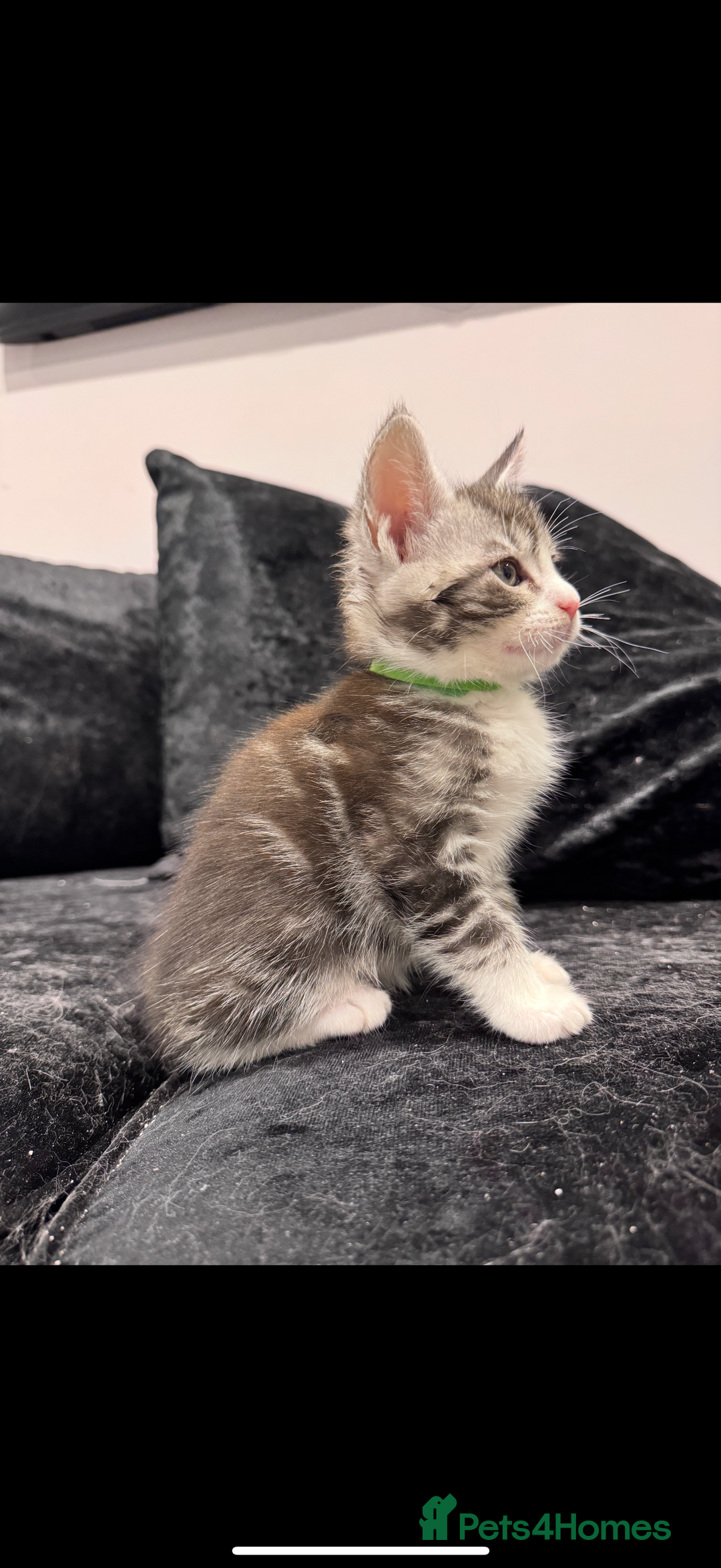 Mixed Breed cats for sale: Maine coon / Tabby kittens - Image 7