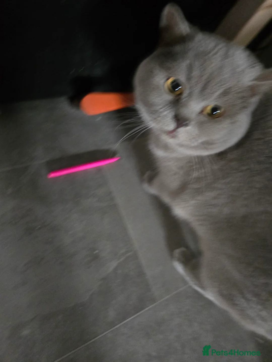 British Shorthair cats for sale: Britishshort hair - Advert 6