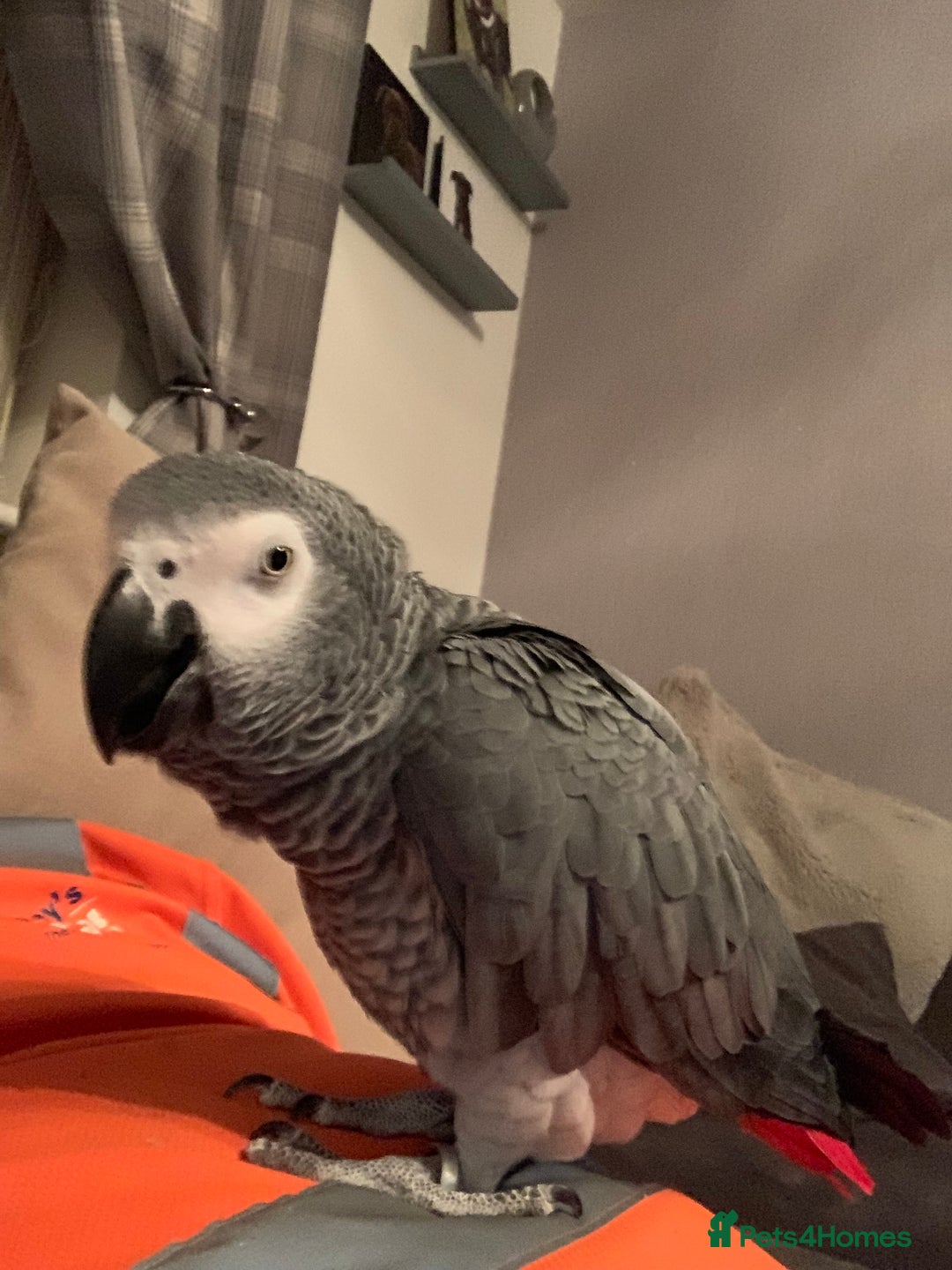 Parrots birds for sale: Our 2 loving African greys  - Advert 18
