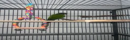 Conures birds for sale: Conure breeding pair  in Hounslow - Advert 3