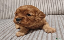 Cavapoo dogs for sale: 🎀 Beautiful F1 Cavapoo Puppies 🎀 - Image 10